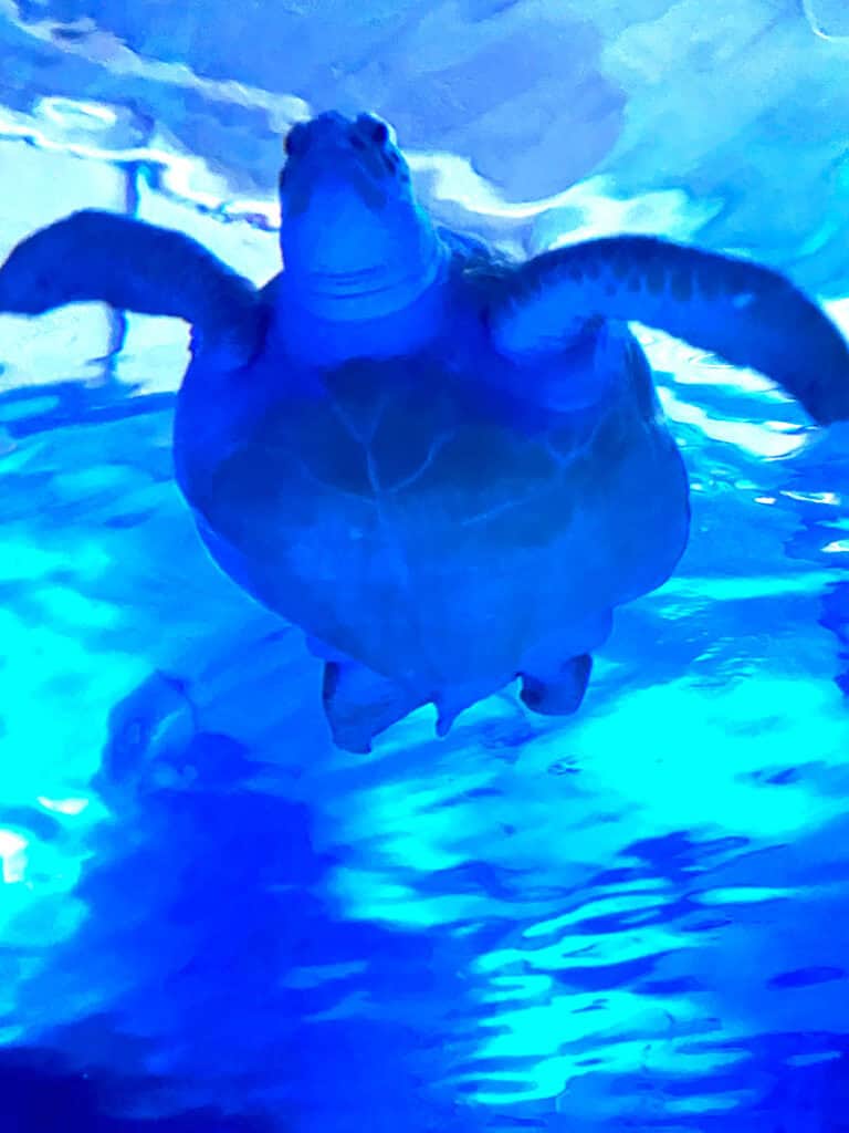 Melbourne Aquarium Feb 2026